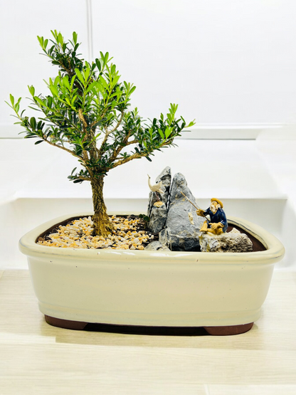 Rock Feature Harlandii Buxus Bonsai Tree 12 Inch