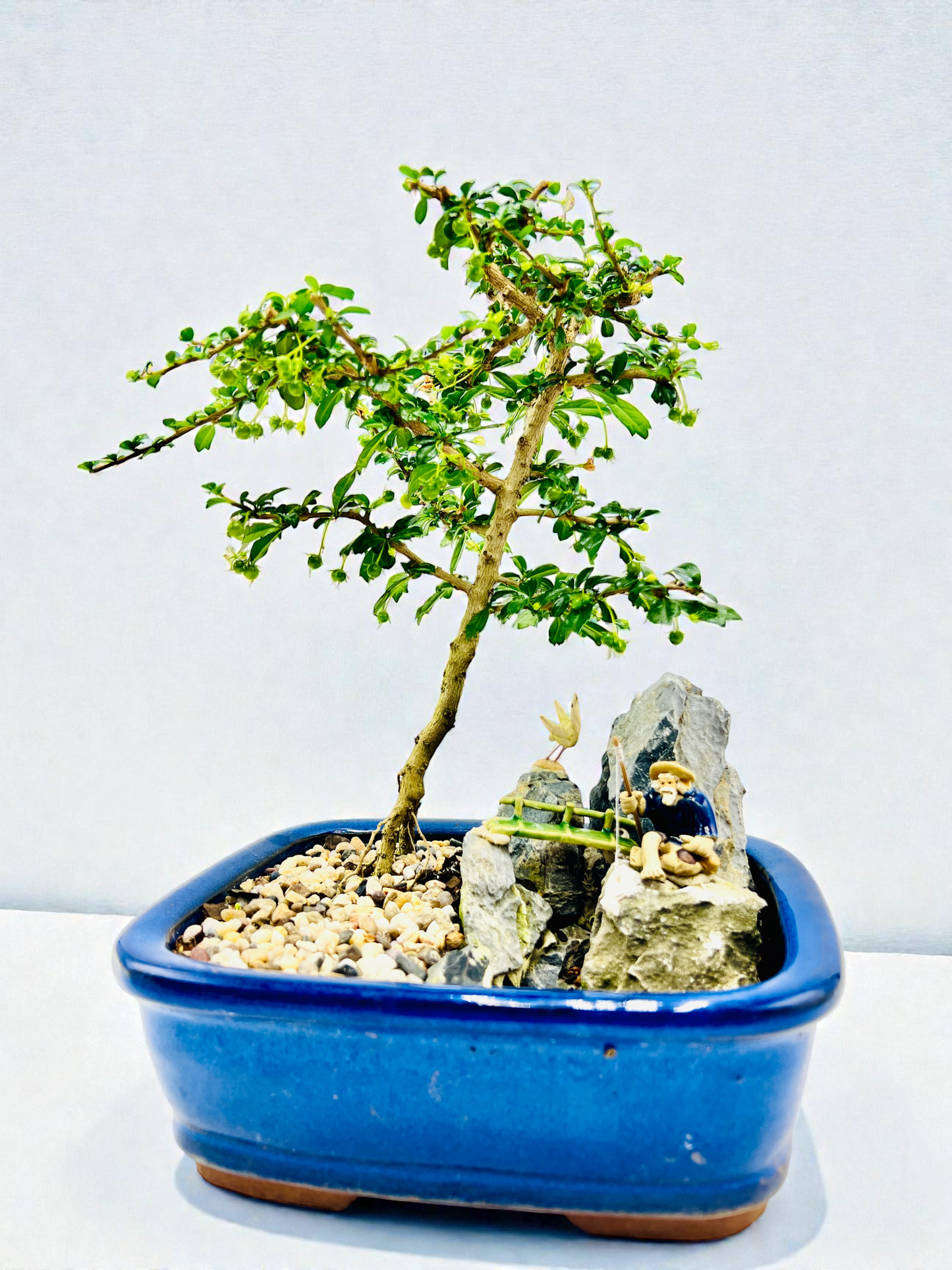 8 Inch Rock Fukien Tea Bonsai Tree