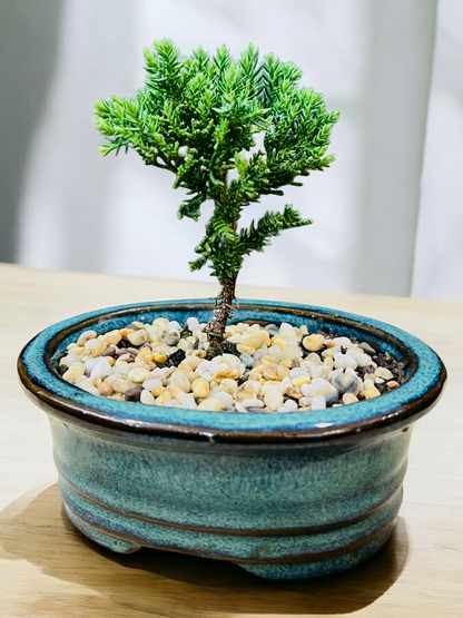 5” Juniper Bonsai Tree