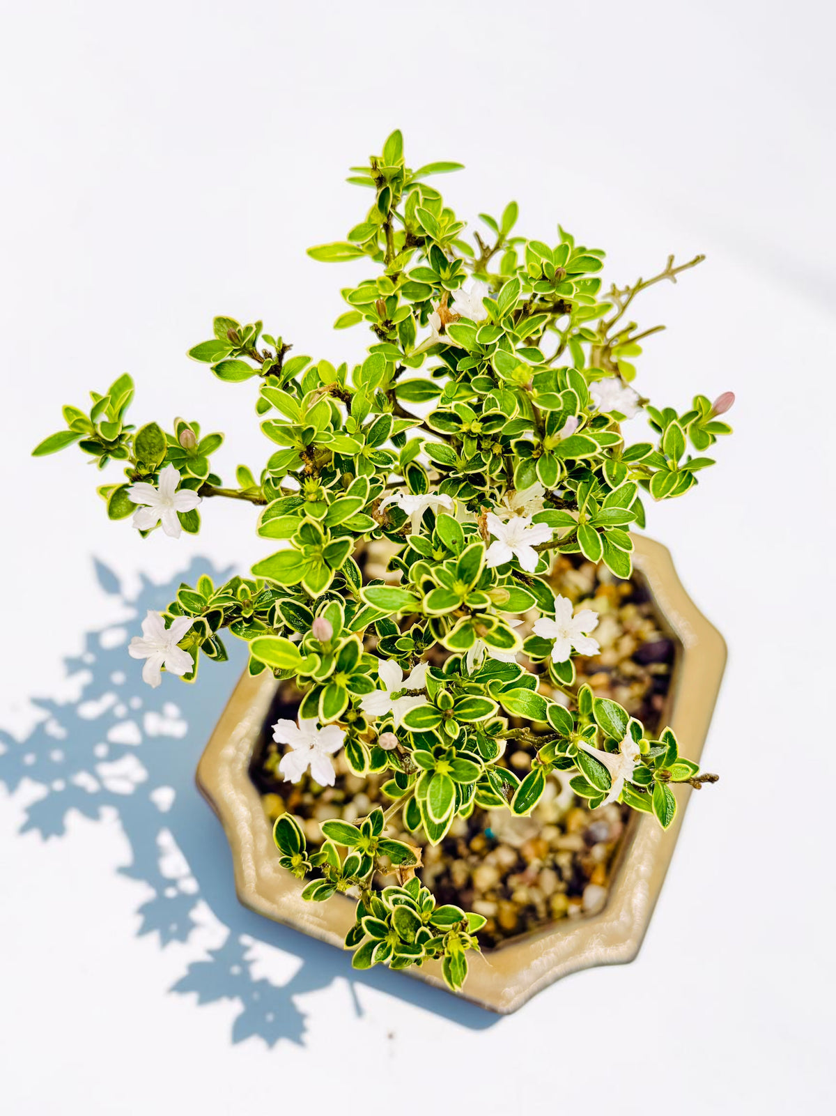 6 Inch Starter Variegated White Flowering Serissa Bonsai Tree