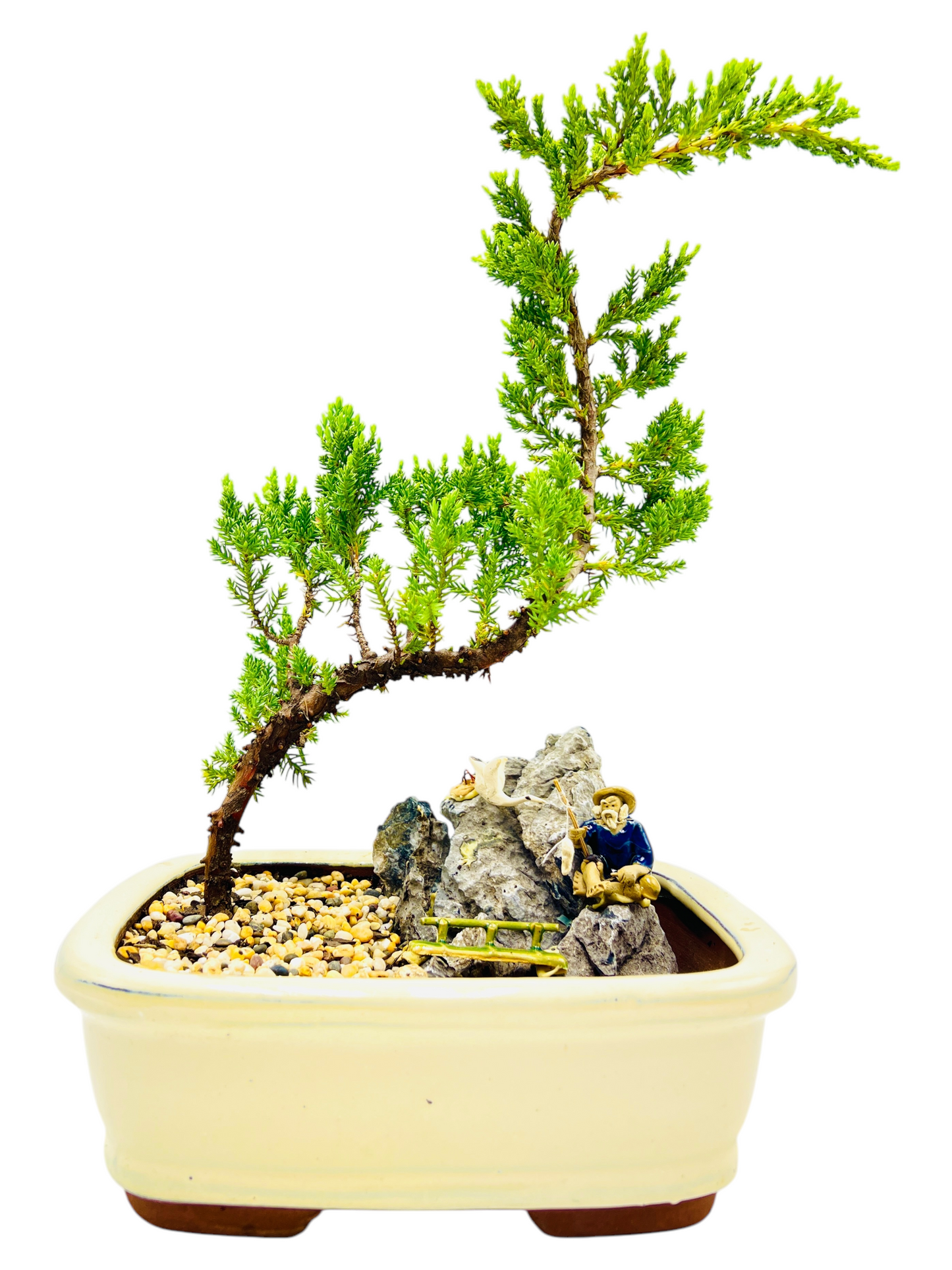 8 Inch Juniper Bonsai Tree With Rock Feature (Rectangular)