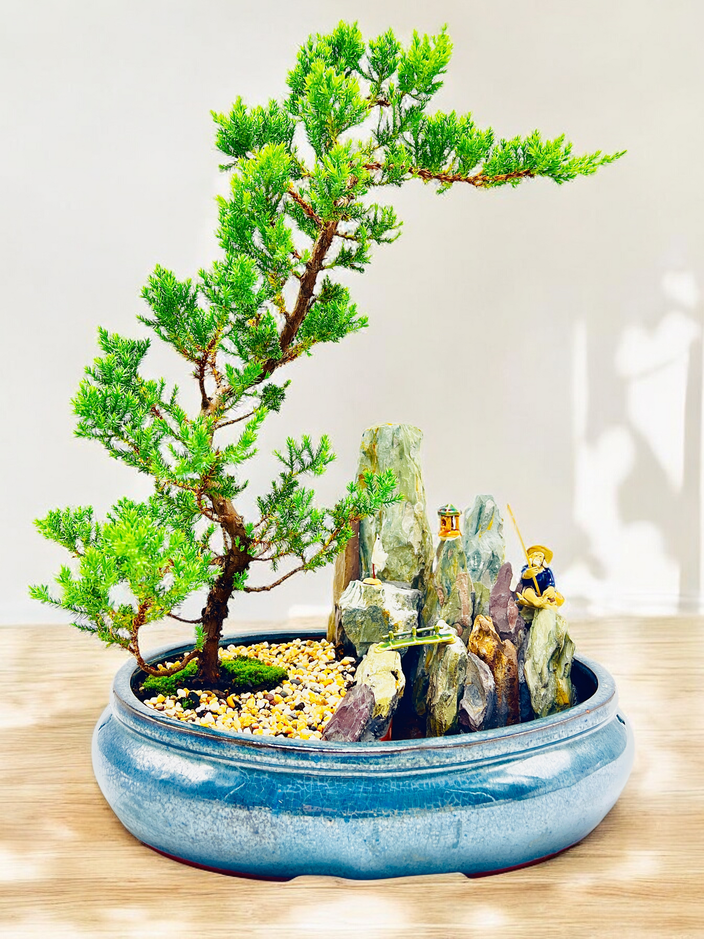 14" Juniper With Rock Feature Bonsai Tree