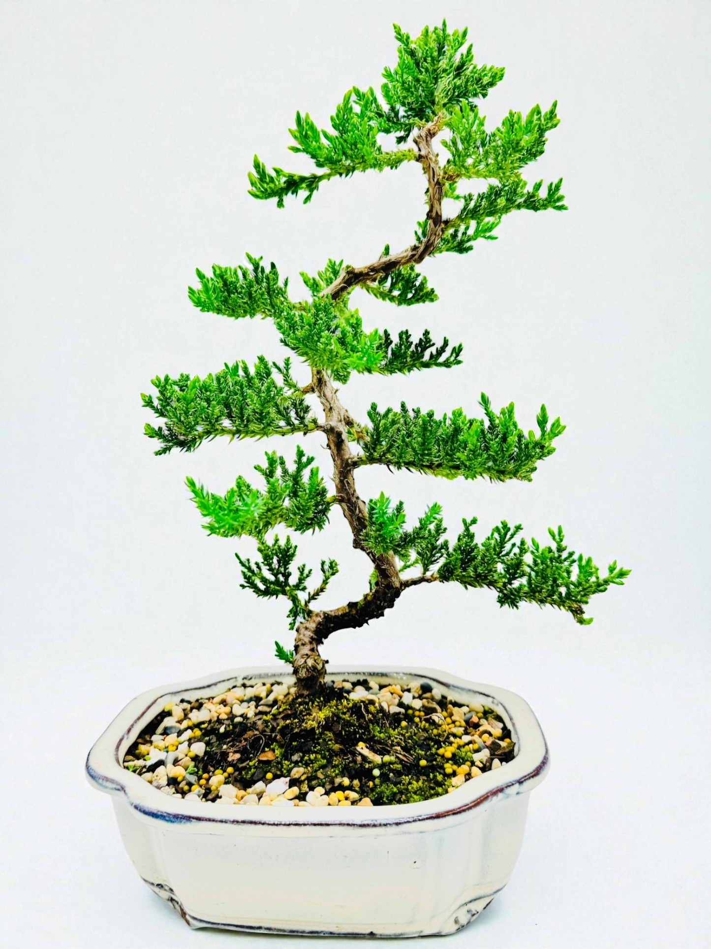 8 Inch Juniper Squamata Bonsai Tree - Cloud White Pot