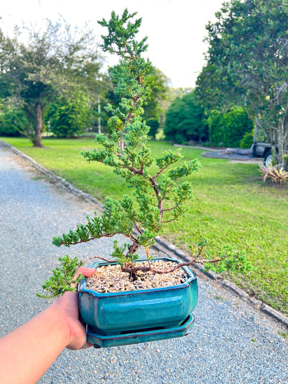 8 Inch Juniper Squamata Bonsai Tree - Bonsai Gifts Nursery