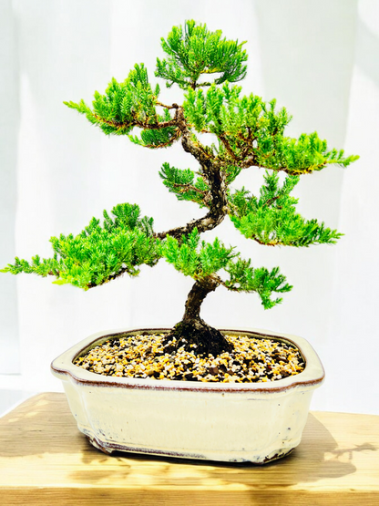 Advanced Twisted Trunk Juniper Squamata Bonsai Tree