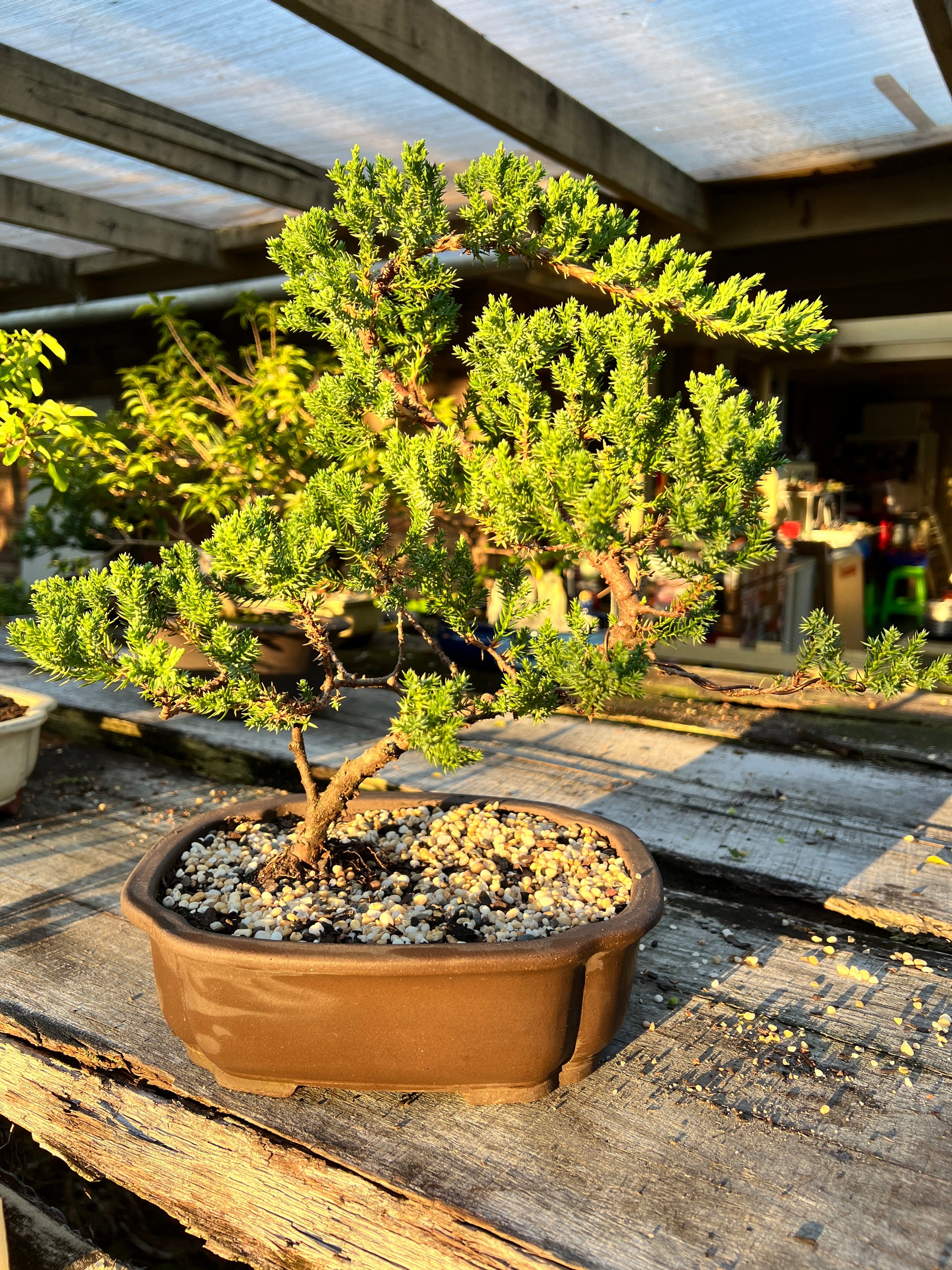 Juniper Squamata Bonsai Tree 10 Inch - Bonsai Gifts Nursery