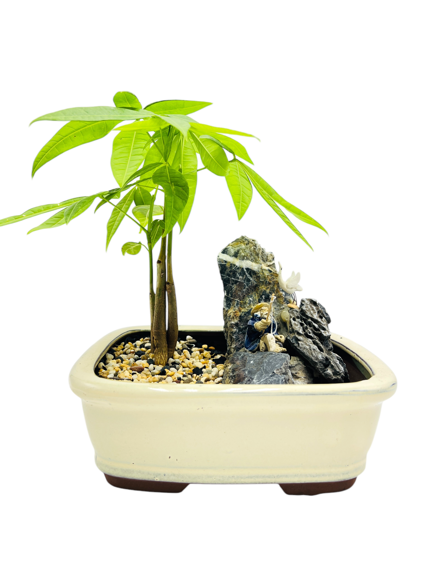 Rock Feature Triple Trunk Indoor Guiana Chestnut “Pachira Aquatica” Bonsai Tree 8 Inch 发财树