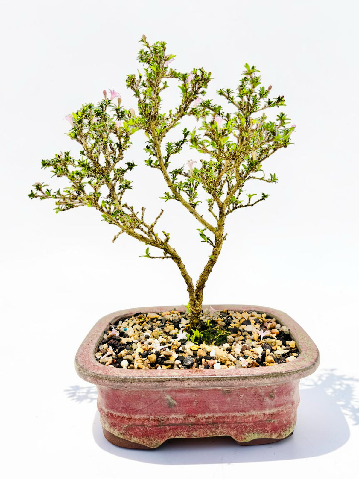 8 Inch Japanese Kyoto Serissa Bonsai Tree - Pink White Flowers