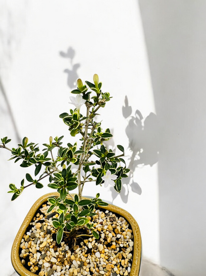 6 Inch Starter Variegated White Flowering Serissa Bonsai Tree