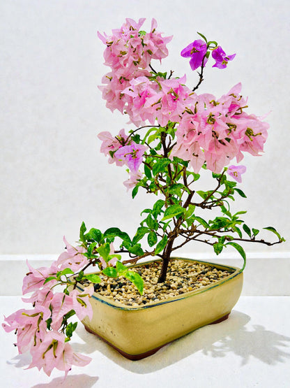 10” Pink Lavender Flowering Bougainvillea Bonsai Tree - Valentines Day Special