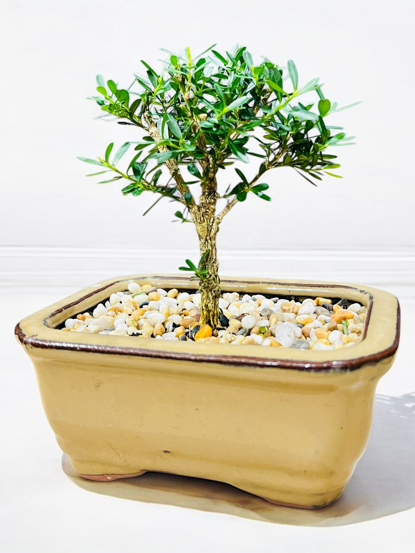 5” Harlandii Buxus Mame Mini Bonsai Tree