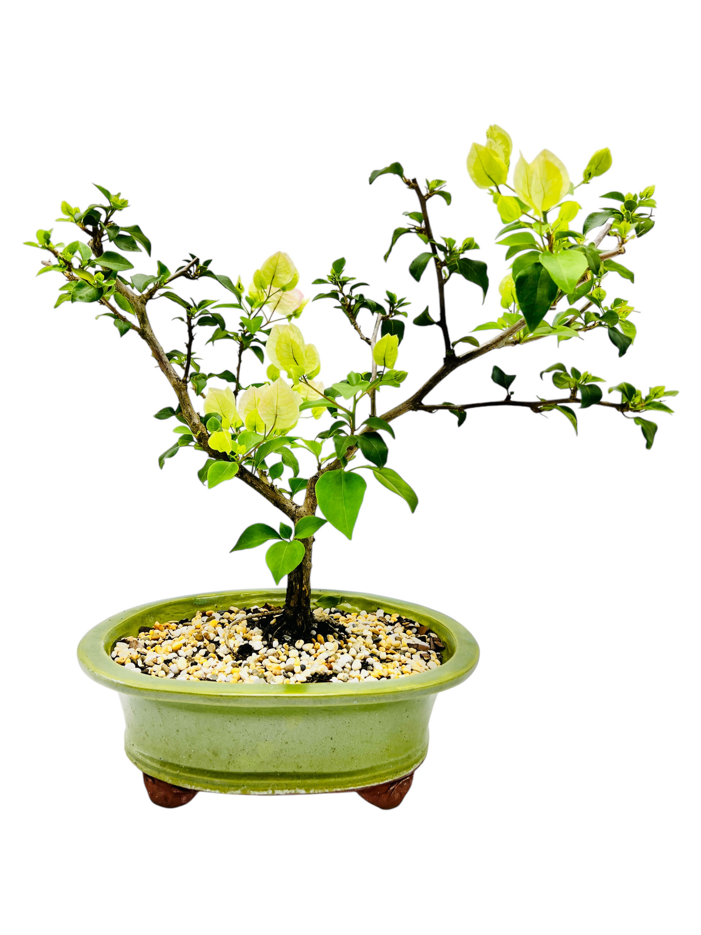 10” White/Pink Flowering Bougainvillea Bonsai Tree