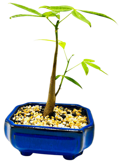 5 Leaves Twin Trunk Indoor Guiana Chestnut “Pachira Aquatica” Bonsai Tree 6 Inch 发财树