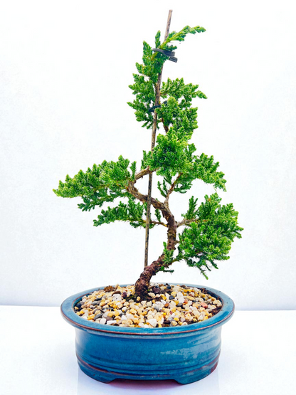 8 Inch Juniper Squamata Bonsai Tree - Teal Rectangle Pot