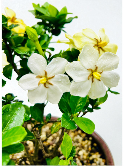 10 Inch Triple Trunk Style Gardenia Bonsai Tree