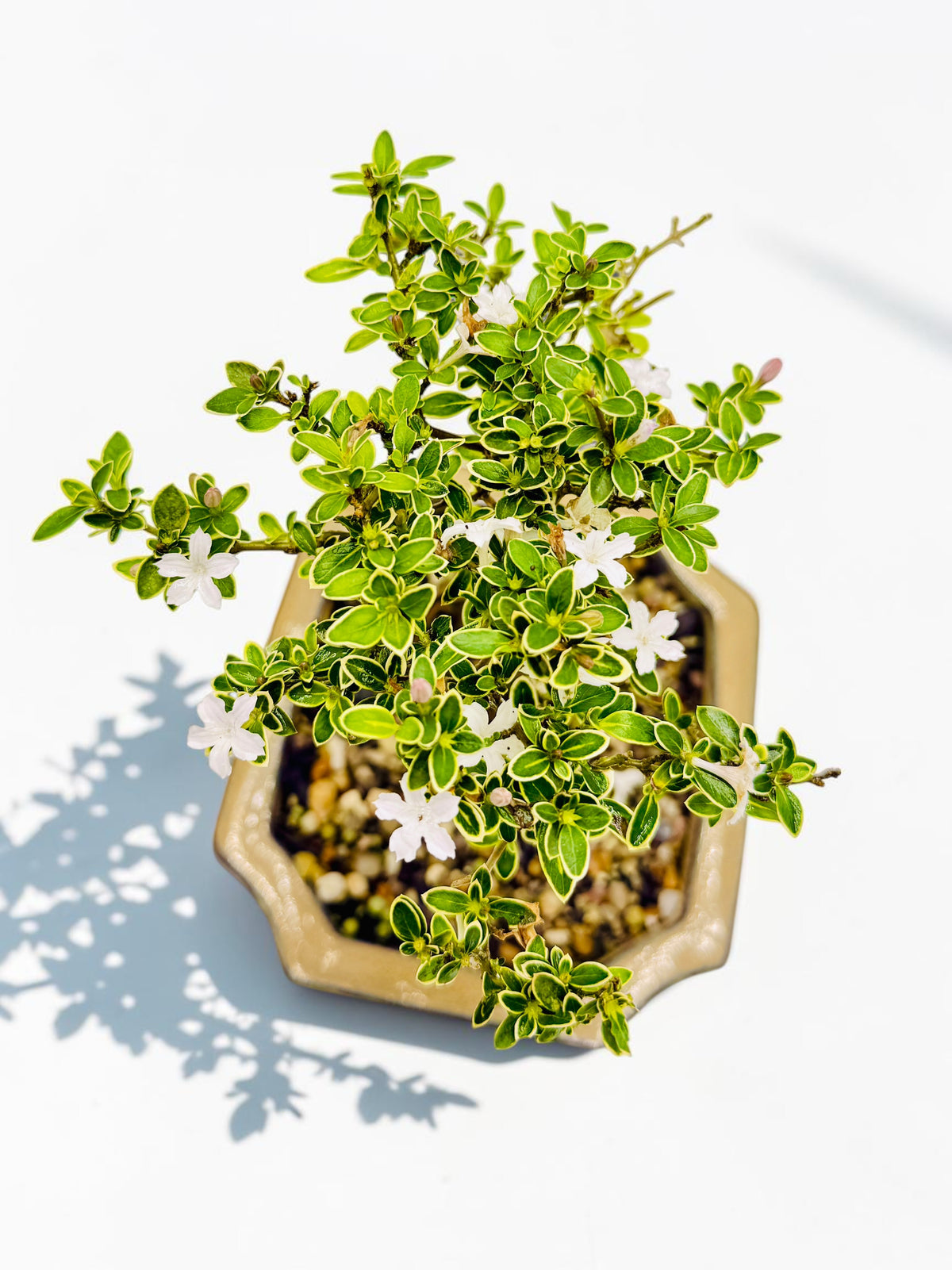 6 Inch Starter Variegated White Flowering Serissa Bonsai Tree