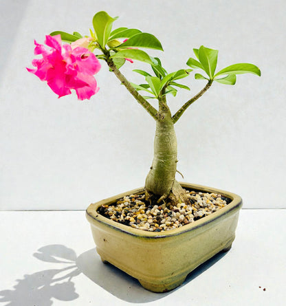 Double Pink Desert Rose Bonsai Tree