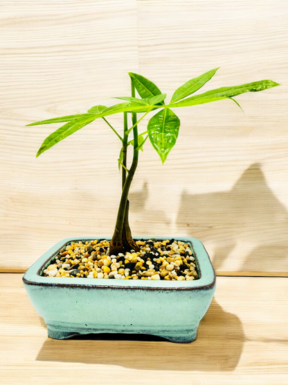 5 Leaves Twin Trunk Indoor Guiana Chestnut “Pachira Aquatica” Bonsai Tree 6 Inch 发财树