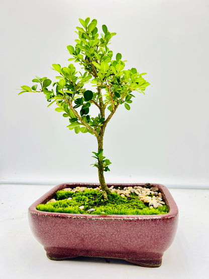 Japanese Boxwood 8" Bonsai Tree - Red Textured Pot With Moss