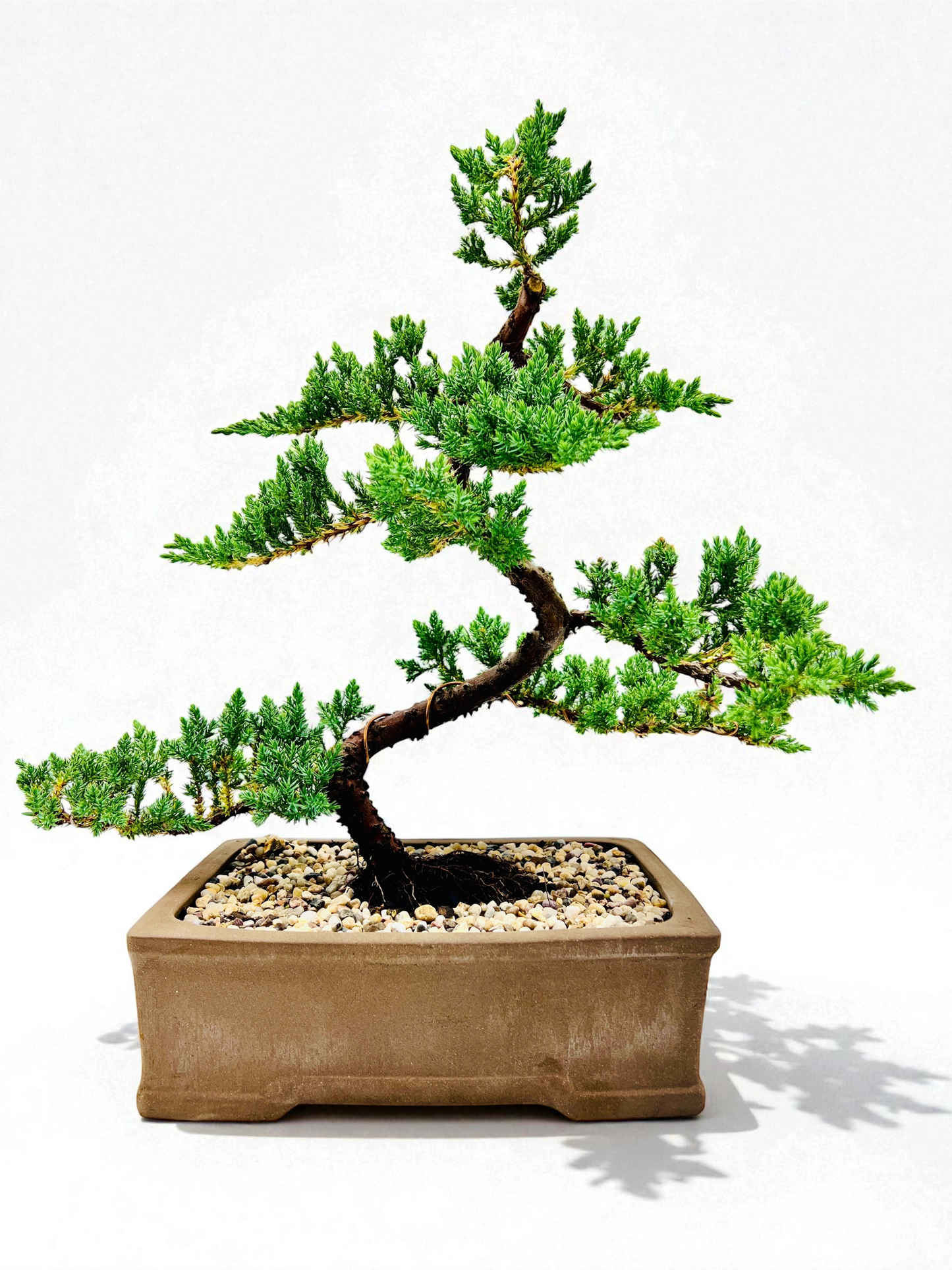 2013 Advanced Twisted Trunk Juniper Squamata Bonsai Tree