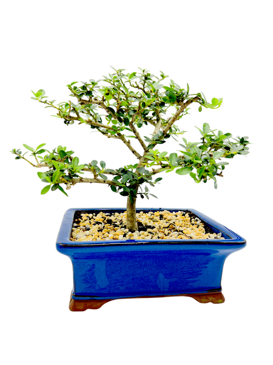 Japanese Dwarf Holly Bonsai Tree 8 Inch