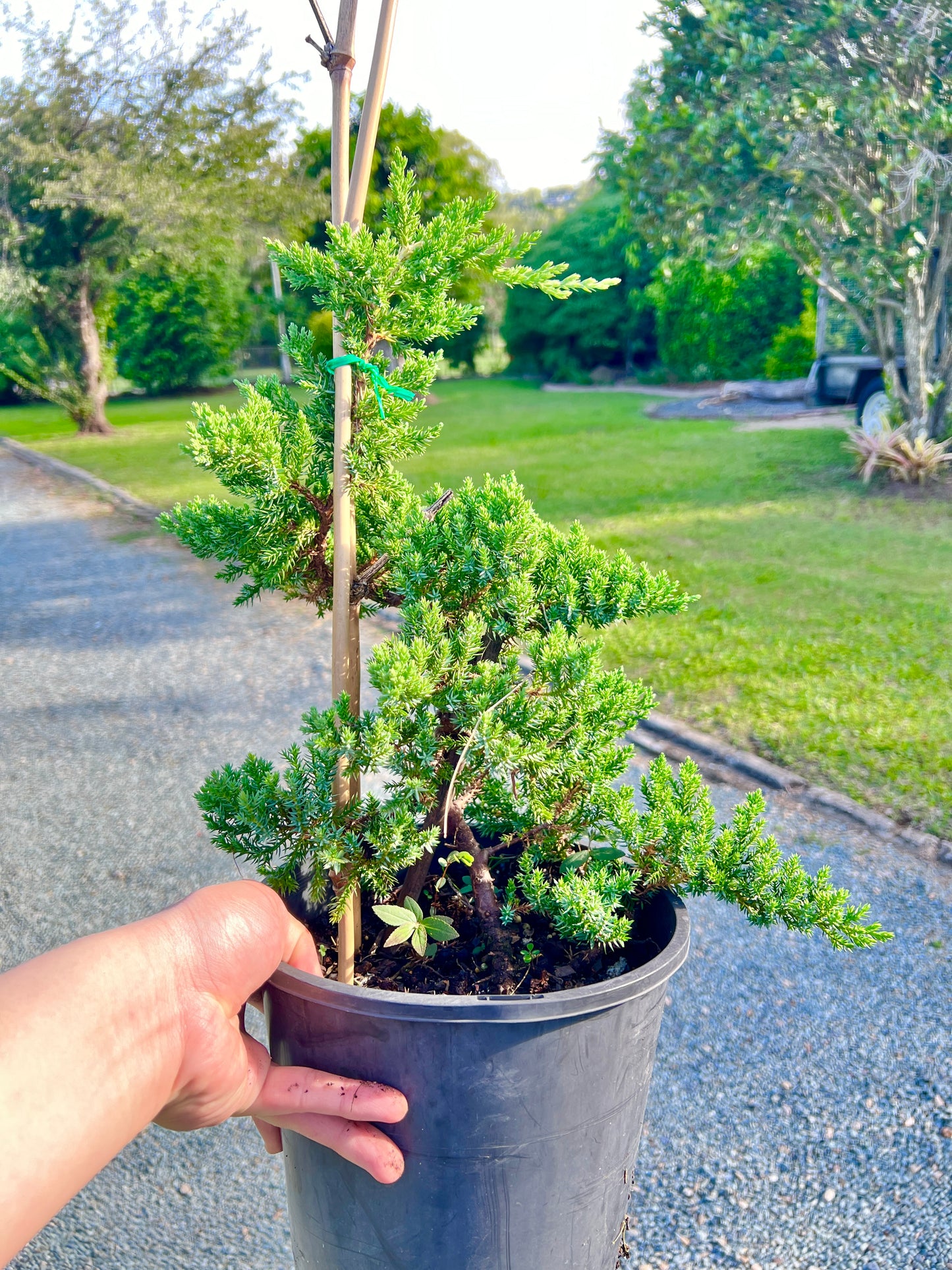 8 Inch Twisted Staked Juniper DIY Pre Bonsai Tree - Bonsai Gifts Nursery