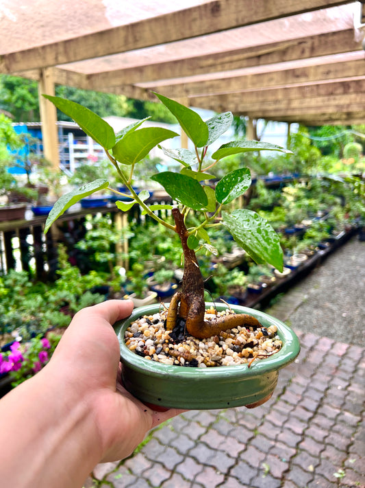 Small Leaf Fig Bonsai Tree 6 Inch - Bonsai Gifts Nursery