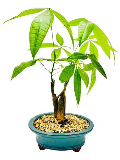 Triple Trunk Indoor Guiana Chestnut “Pachira Aquatica” Bonsai Tree 8 Inch 发财树