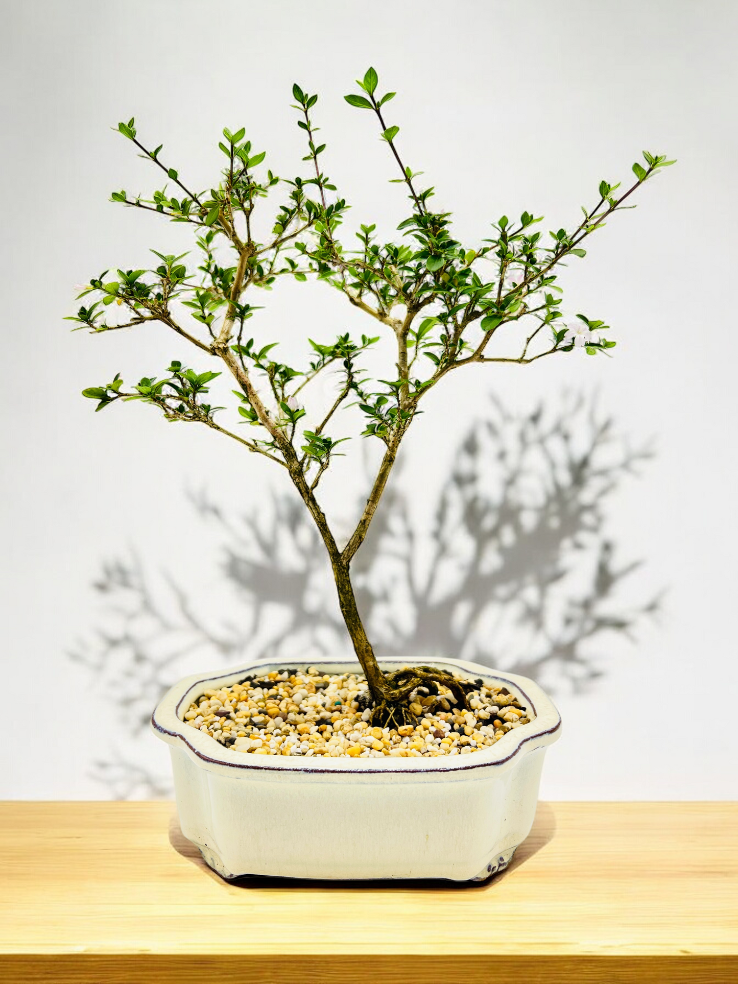 7 Inch Pink Flowering Serissa Bonsai Tree