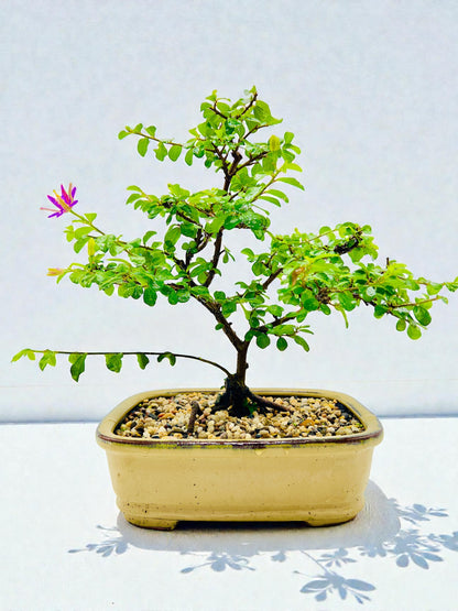 10 Inch Lavender Star Bonsai Tree