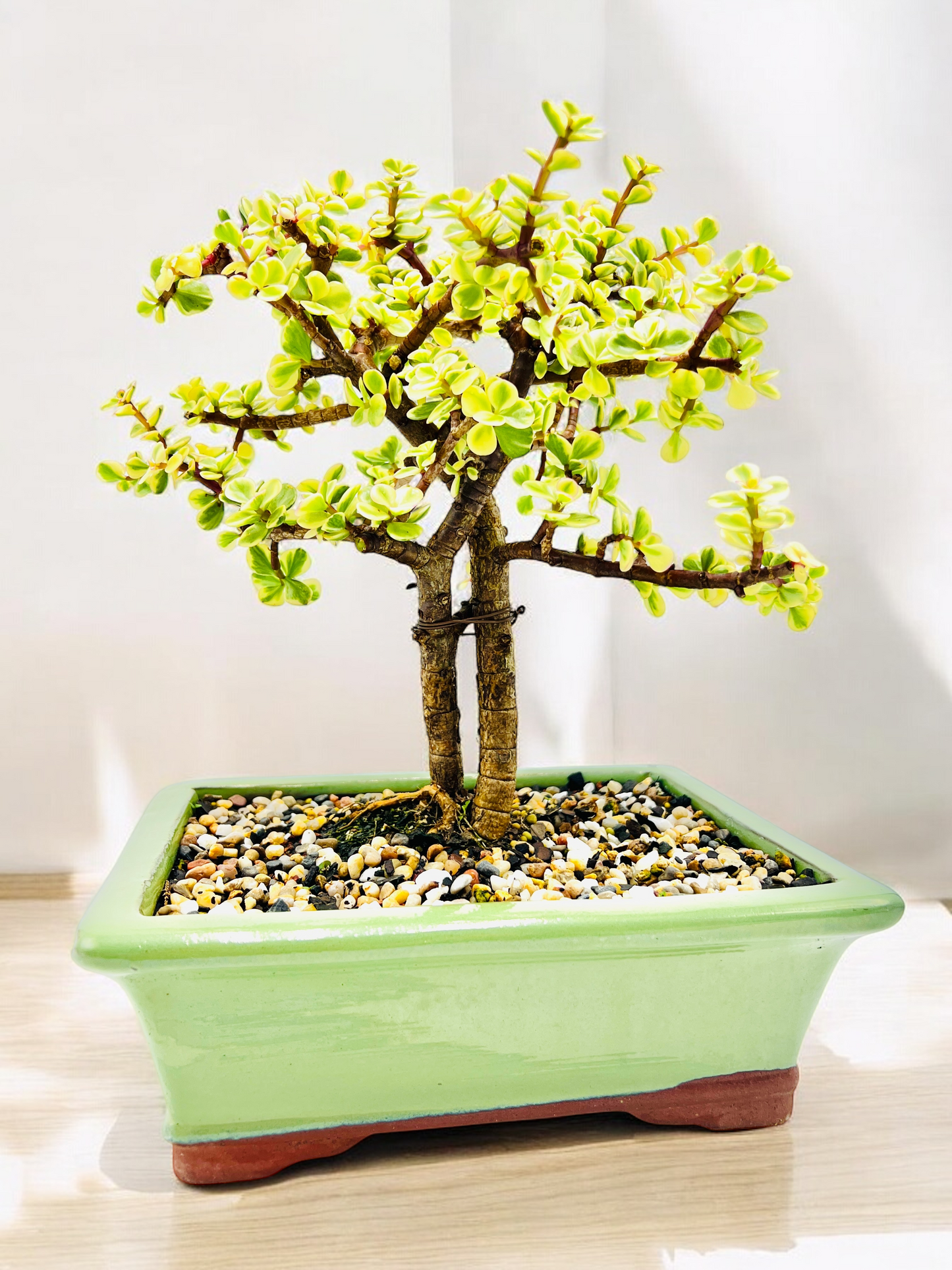 10 Inch Twin Trunk Variegated Jade Bonsai Tree