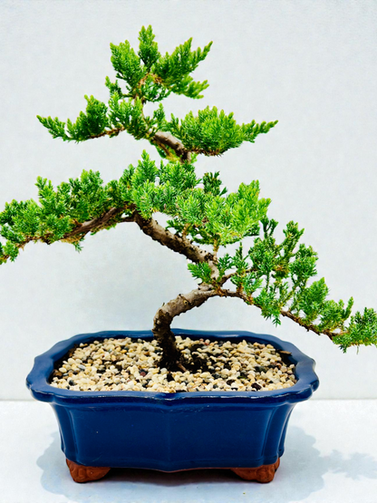 Advanced Twisted Trunk Juniper Squamata Bonsai Tree