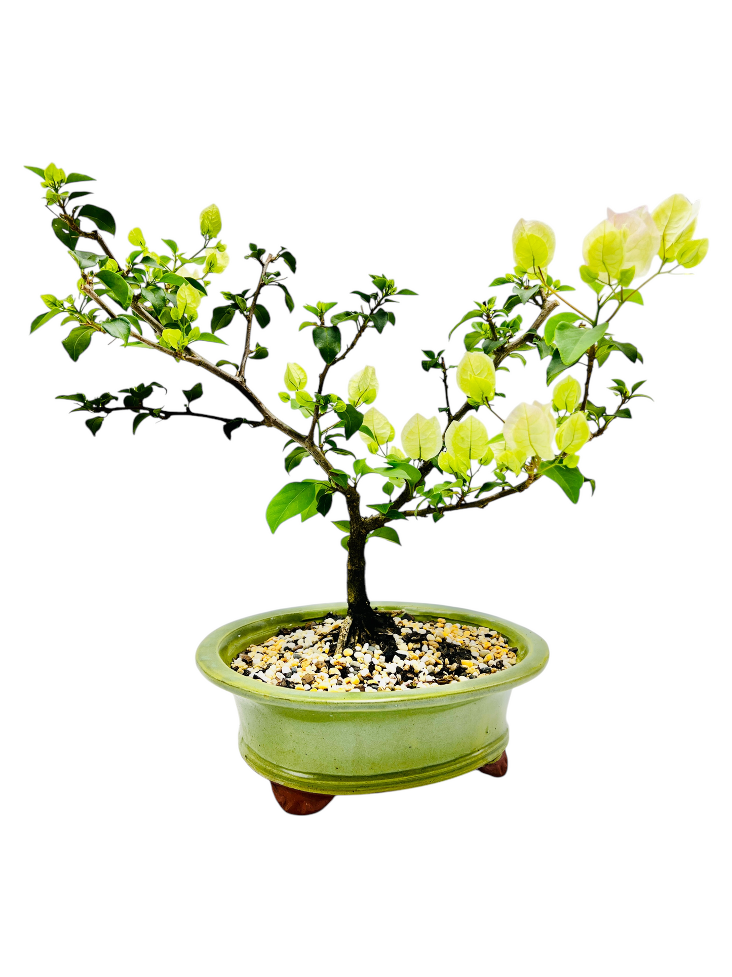 10” White/Pink Flowering Bougainvillea Bonsai Tree