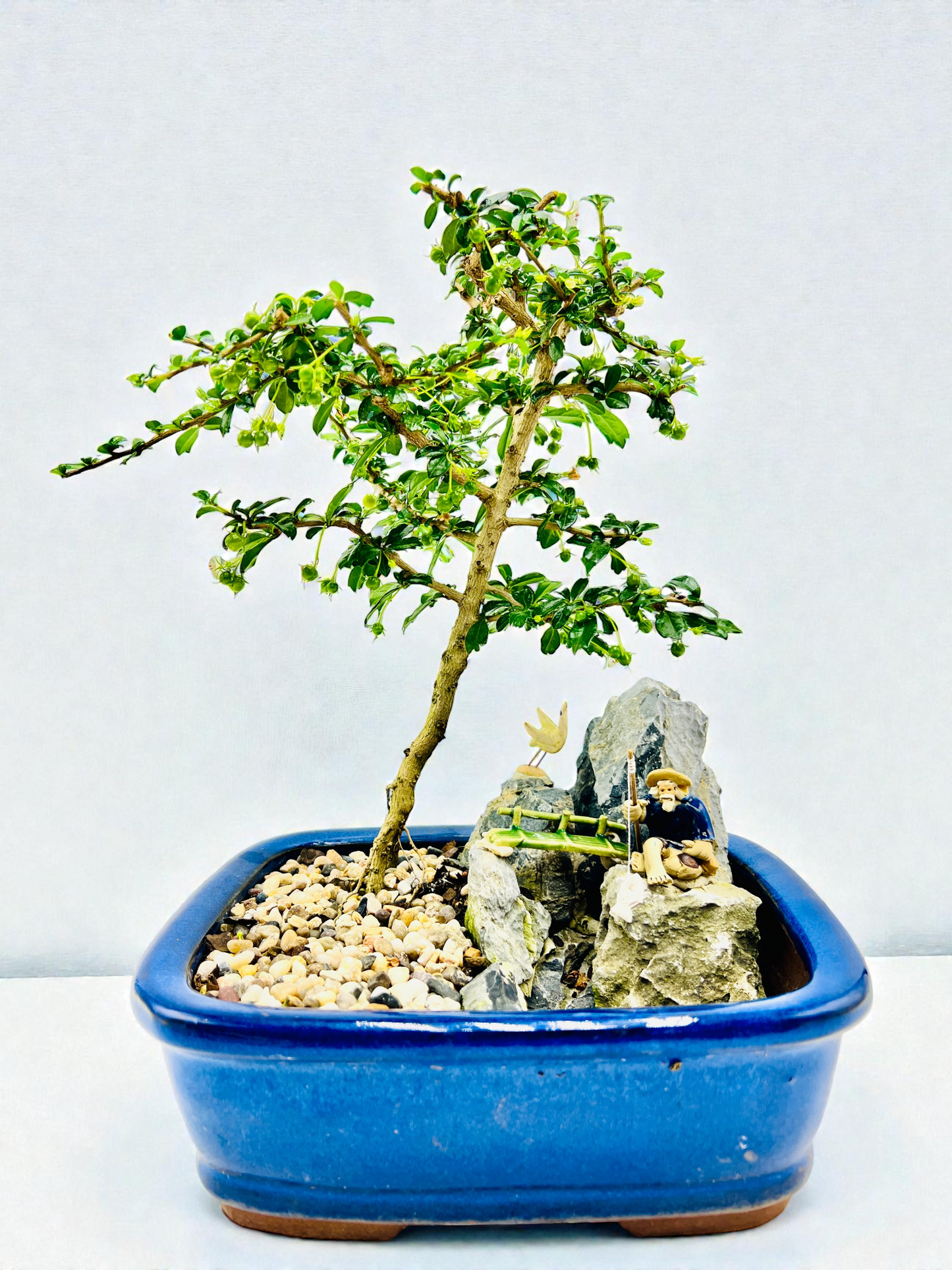 8 Inch Rock Fukien Tea Bonsai Tree