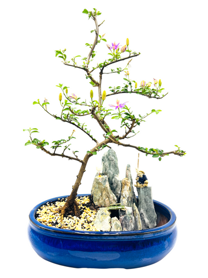 12 Inch Lavender Star Rock Feature Bonsai Tree