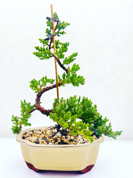 8 Inch Juniper Squamata Bonsai Tree - Beige Cloud Pot