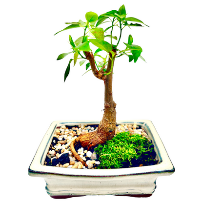 Small Leaf Fig Bonsai Tree 6 Inch - Bonsai Gifts Nursery