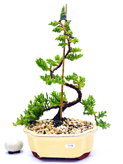 8 Inch Juniper Squamata Bonsai Tree - Beige Cloud Pot