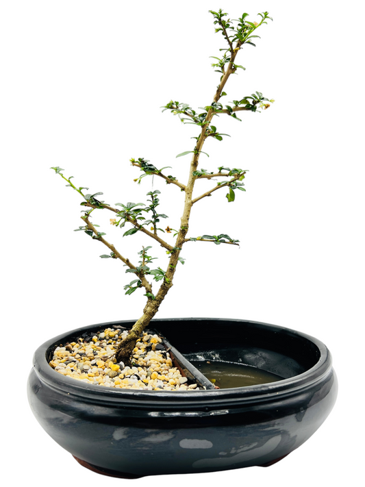 Fukien Tea 10” Bonsai Tree