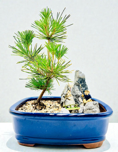 Mikawa Japanese Black Pine Bonsai Tree With Rock Feature
