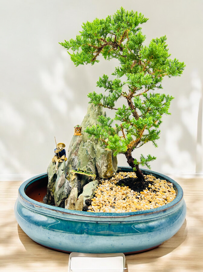 14" Juniper With Rock Feature Bonsai Tree