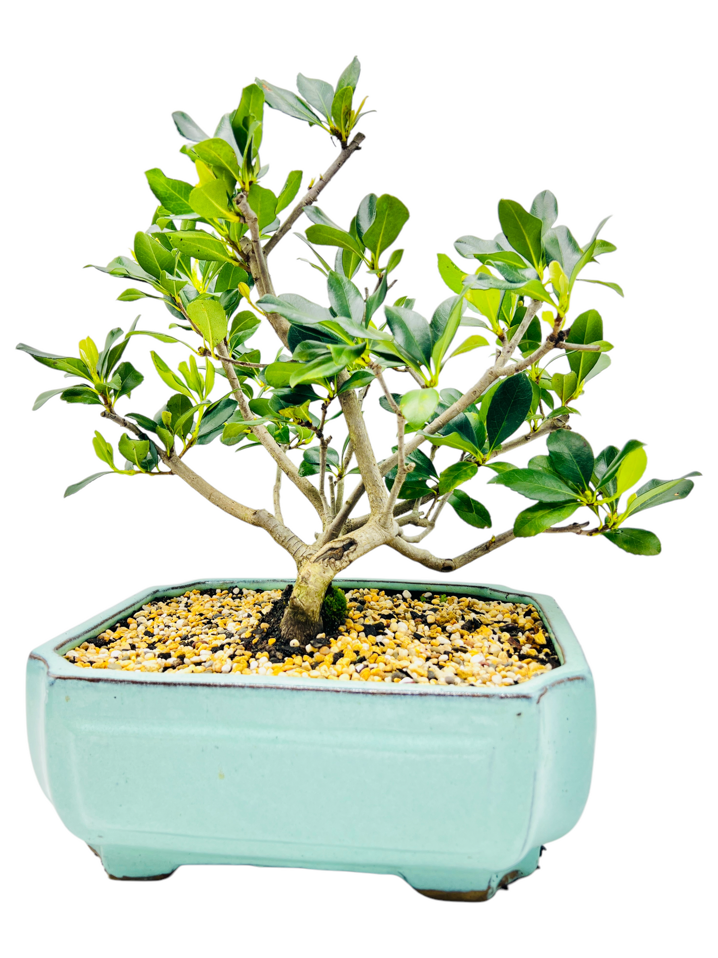 Hawthorn “Cherry Blossom” Bonsai Tree 12”