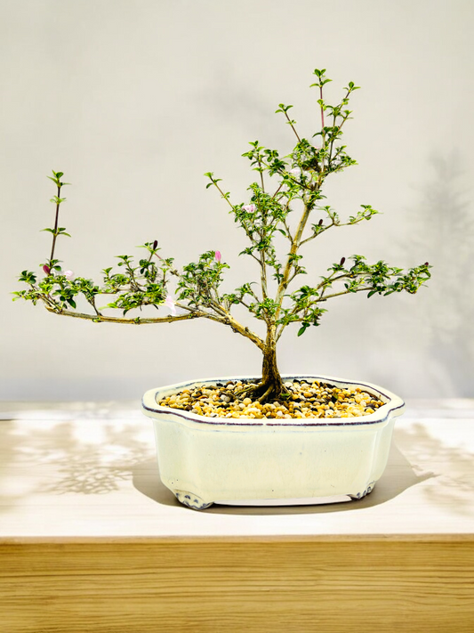 8 Inch Pink Flowering Serissa Bonsai Tree