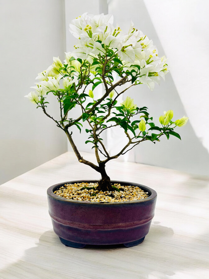 10” White Bougainvillea Bonsai Tree 6 Years Old 50cm Tall