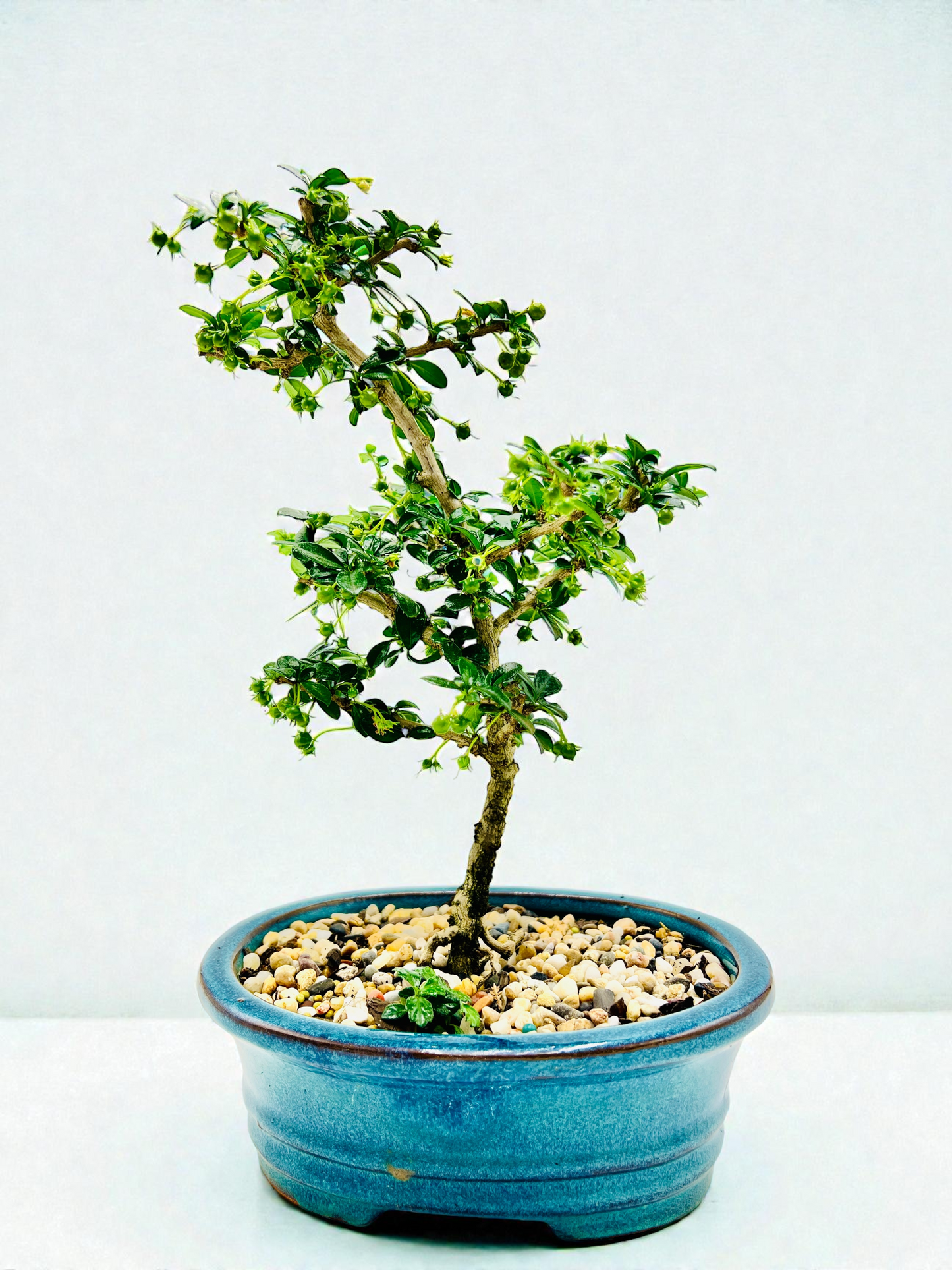 8” Fukien Tea Bonsai Tree