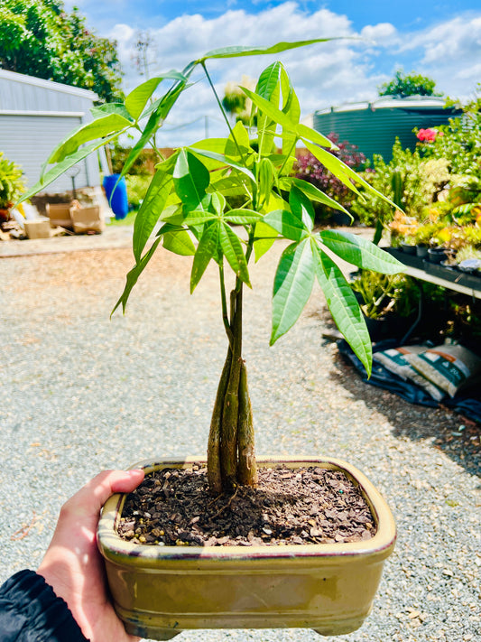 Triple Trunk Indoor Guiana Chestnut “Pachira Aquatica” Bonsai Tree 8 Inch 发财树