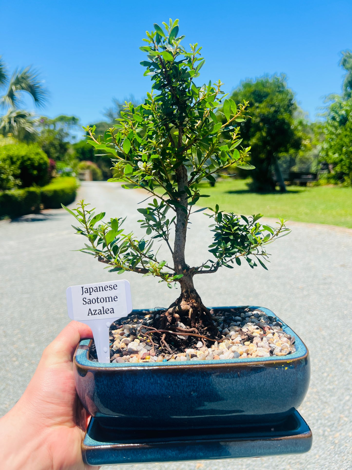 8” Japanese Saotome Azalea Bonsai Tree