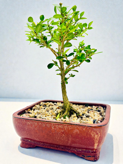 Japanese Boxwood 8" Bonsai Tree - Rustic Pot