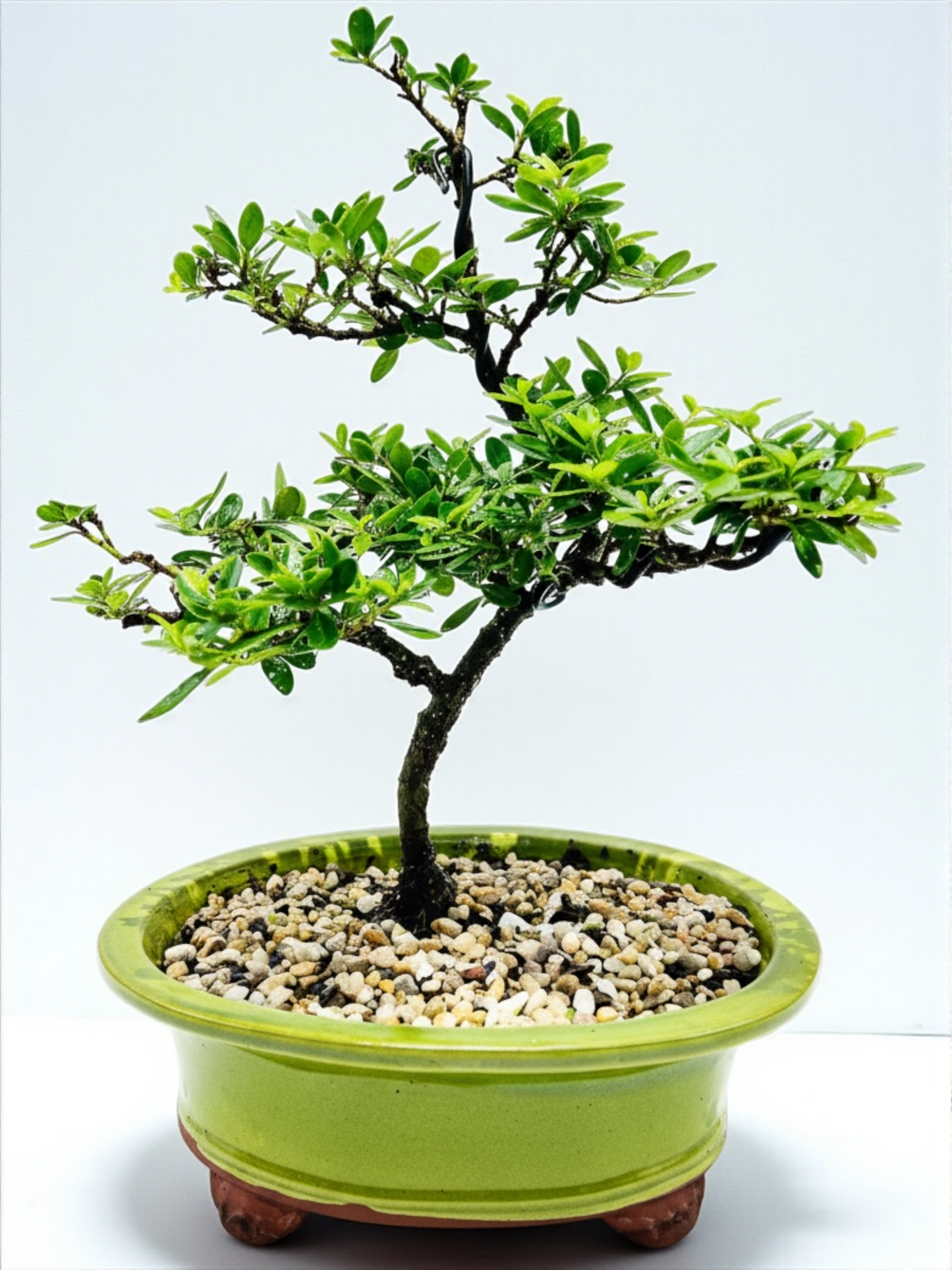 10 Inch Japanese Dwarf Holly Bonsai Tree - Green Oval Pot