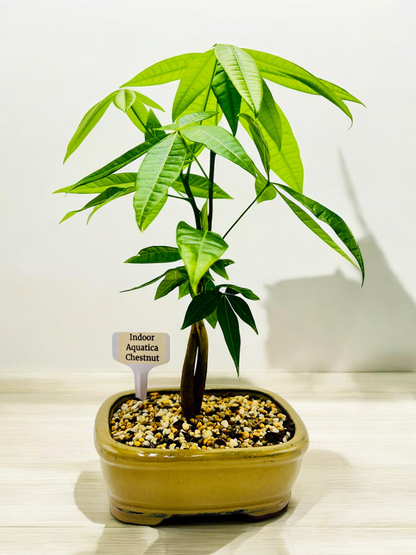 5 Leaves Twin Trunk Indoor Guiana Chestnut “Pachira Aquatica” Bonsai Tree 7 Inch 发财树